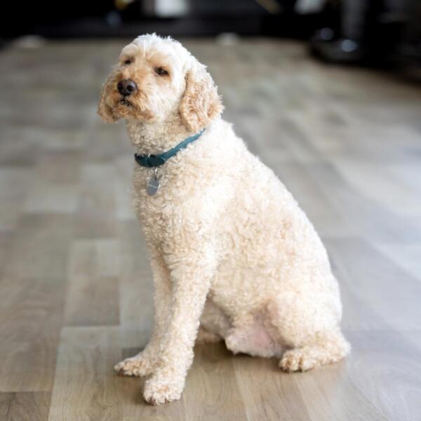 056a9508-doggy