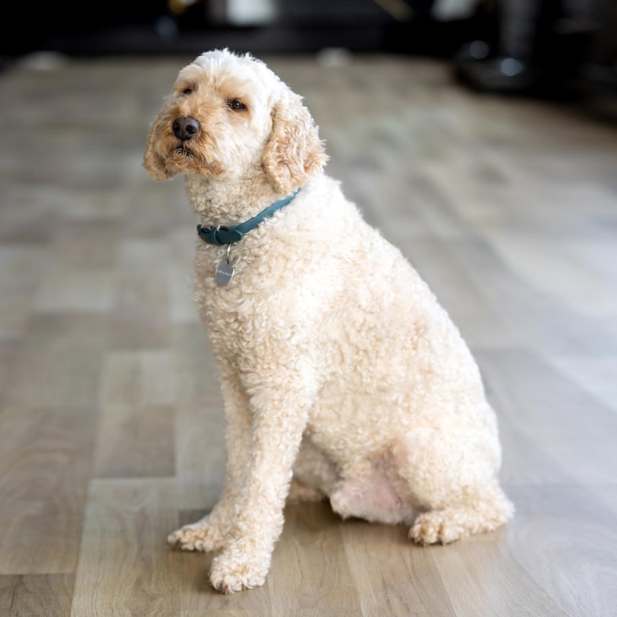 056a9508-doggy